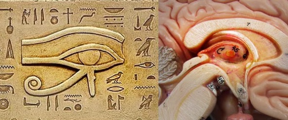 El Ojo de Horus - Glándula Pineal